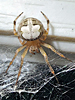 Araneus pegnia
