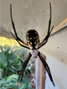 Argiope aurantia - Black and Yellow Argiope