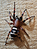 Sergiolus capulatus