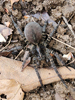 Tigrosa georgicola - Wolf Spider ♀