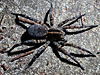 Tigrosa georgicola - Wolf Spider ♀