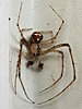 Mimetus - Pirate Spider
