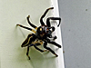 Colonus sylvanus