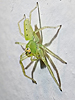 Lyssomanes viridis - Magnolia Green Jumper