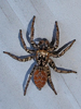 Maevia inclemens - Dimorphic Jumper ♂