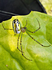Leucauge venusta - Orchard Spider