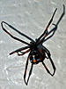 Latrodectus variolus - Northern Black Widow