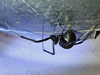 Latrodectus - Black Widow