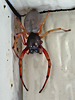 Trachelas tranquillus