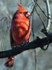 Cardinalis cardinalis - Northern Cardinal