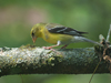 Spinus tristis - American Goldfinch