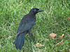 Quiscalus quiscula - Common Grackle