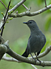 Dumetella carolinensis - Gray Catbird