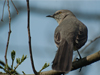 Mimus polyglottos - Northern Mockingbird