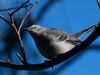 Mimus polyglottos - Northern Mockingbird