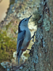 Sitta carolinensis - White-breasted Nuthatch