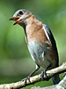 Sialia sialis - Eastern Bluebird
