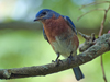 Sialia sialis - Eastern Bluebird ♂