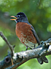 Turdus migratorius - American Robin
