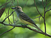 Myiarchus crinitus - Great Crested Flycatcher
