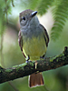 Myiarchus crinitus - Great Crested Flycatcher