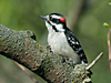 Dryobates pubescens - Downy Woodpecker