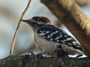 Dryobates pubescens - Downy Woodpecker