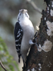 Dryobates pubescens - Downy Woodpecker