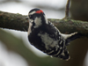Dryobates pubescens - Downy Woodpecker