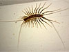 Scutigera coleoptrata - House Centipede