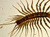 Scutigera coleoptrata - House Centipede