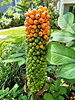 Amorphophallus konjac