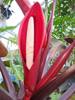 Philodendron 'Prince Of Orange'