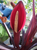 Philodendron 'Prince Of Orange'