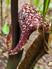 Sauromatum venosum