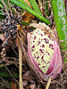 Rhapidophyllum hystrix - Needle Palm