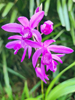 Bletilla striata - Hyacinth Orchid