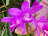 Bletilla striata - Hyacinth Orchid