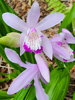 Bletilla striata - Hyacinth Orchid