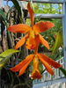 Laeliocattleya 'Gold Nugget'