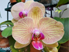 Phalenopsis