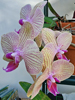 Phalenopsis