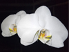 Phalenopsis