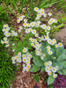 Erigeron species - Fleabane