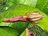 Epiphyllum oxypetalum - Queen Of The Night