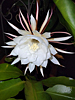 Epiphyllum oxypetalum - Queen Of The Night