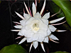 Epiphyllum oxypetalum - Queen Of The Night