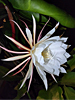 Epiphyllum oxypetalum - Queen Of The Night
