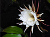 Epiphyllum oxypetalum - Queen Of The Night