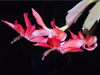 Schlumbergera truncata - Thanksgiving Cactus